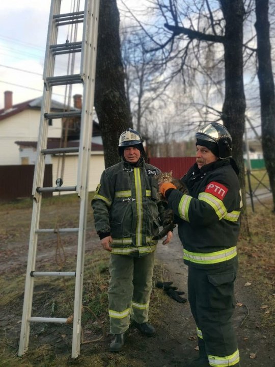 😿Вчера работники 285-й пожарно-спасательной части #Мособлпожспас сняли кота с дерева, на верхушке которого он просидел несколько дней